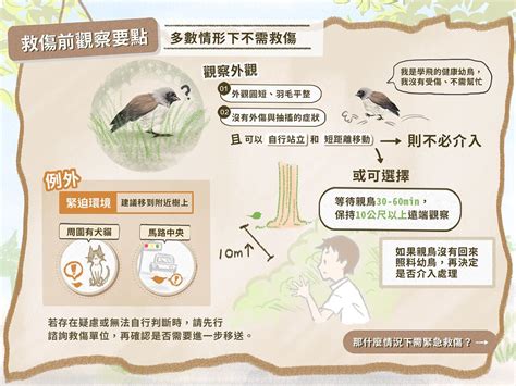 小鳥死掉怎麼處理|全國野鳥救傷諮詢&政府單位通訊錄 